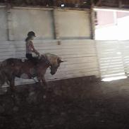 Haflinger bolette ¤ solgt :'(