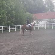 Haflinger bolette ¤ solgt :'(