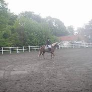 Haflinger bolette ¤ solgt :'(