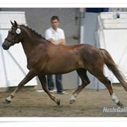 New Forest Egeballes Idé (R.I.P.)