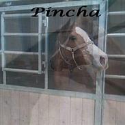 Anden særlig race Guijarro´s Pincha(RIP)