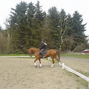 Anden særlig race Magic Lady (Maggie)