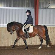 New Forest Roløkke Carted'or