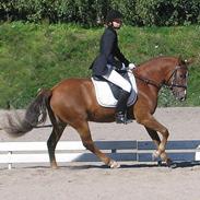 New Forest Copyright