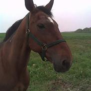 Traver Kashmir *solgt*