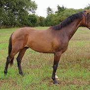 Holstener Tresprings Cool Calando