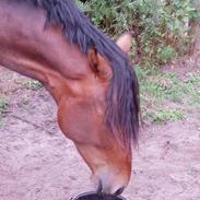 Holstener Tresprings Cool Calando