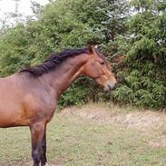 Holstener Tresprings Cool Calando