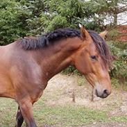 Holstener Tresprings Cool Calando