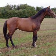 Holstener Tresprings Cool Calando