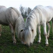 Islænder Hárekur fra Isafold