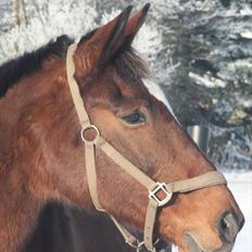 Dansk Varmblod Galatea