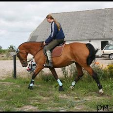 Dansk Varmblod Galatea