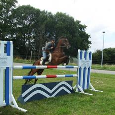 Tysk Sportspony P-TIM (Søsters)