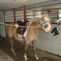 Haflinger odin - [ himmel hest <3 ]