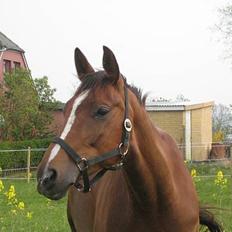 Trakehner Catwalk "SOLGT"