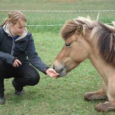 Islænder Snug fra Yggdrasil *SOLGT