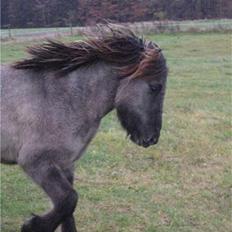 Islænder Skuggi fra Alskær