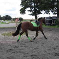 Anden særlig race felix *solgt*