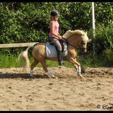 Welsh Mountain (sec A) Mirla