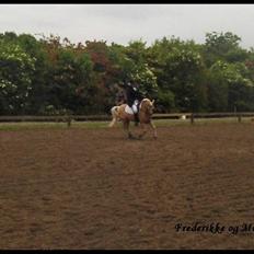 Welsh Mountain (sec A) Mirla
