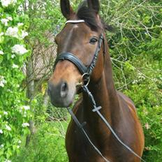 Tysk Oldenburger Leonardo 381