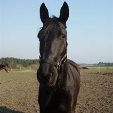 Anden særlig race Majsens Tequila. R.I.P.