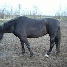 Anden særlig race Majsens Tequila. R.I.P.