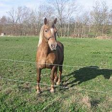 Haflinger Zola SOLGT
