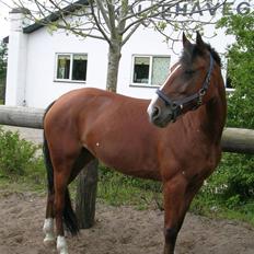 Anden særlig race Freja (solgt)