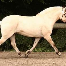 Fjordhest Østerskov`s Mille