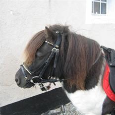 Shetlænder Stjernens Everton  