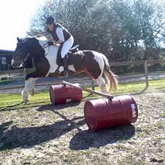 Irish Cob *O`MALLEY*  † R.I.P. †