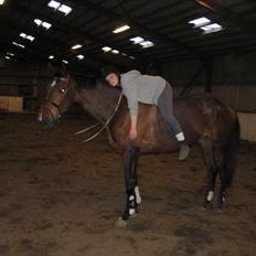 Dansk Varmblod Vesterlykkes Zinfandel