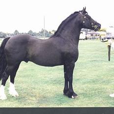 Welsh Cob (sec D) Synod Rembrant