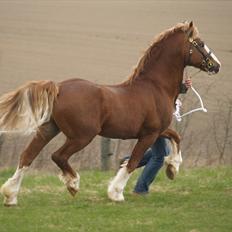 Welsh Cob (sec D) Kildegaards Columbus