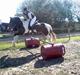 Irish Cob *O`MALLEY*  † R.I.P. †