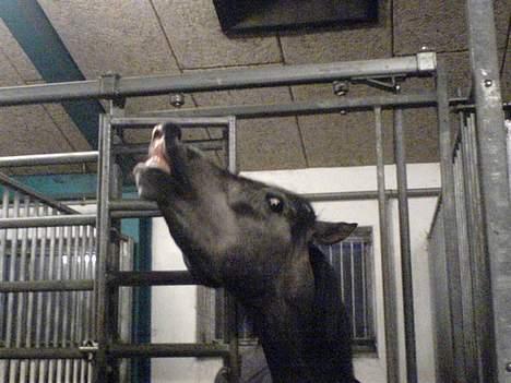 Anden særlig race (¯`v´¯)JAZZ - hehe he......... billede 4