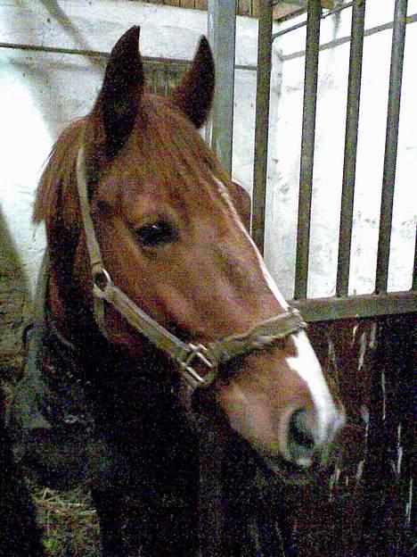 Anden særlig race Mr Bogart (solgt) billede 6