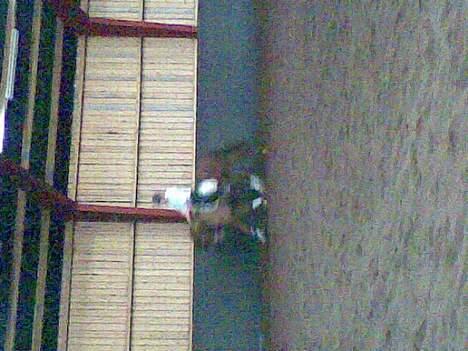 Anden særlig race Mr Bogart (solgt) billede 7