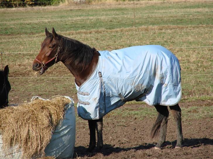Traver Orlov Pacific Ocean  *solgt* - Hos træner d. 17 okt 2009 - med fint tøj på :-) billede 2