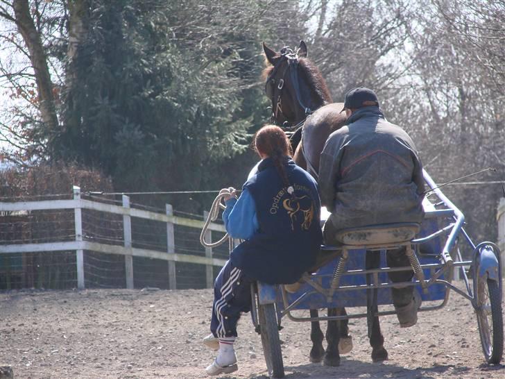Traver Orlov Pacific Ocean  *solgt* - efter 3 ugers ophold hos træner 2009 billede 3