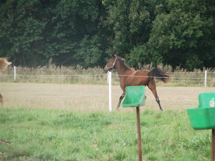 Traver Orlov Pacific Ocean  *solgt* - sommer 2008 billede 4