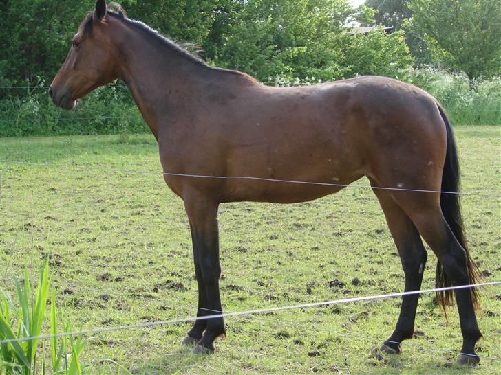 Traver Orlov Pacific Ocean  *solgt* - Maj 2009 - hun er blevet en ordentlig pige, min lille Pacific :-) billede 5