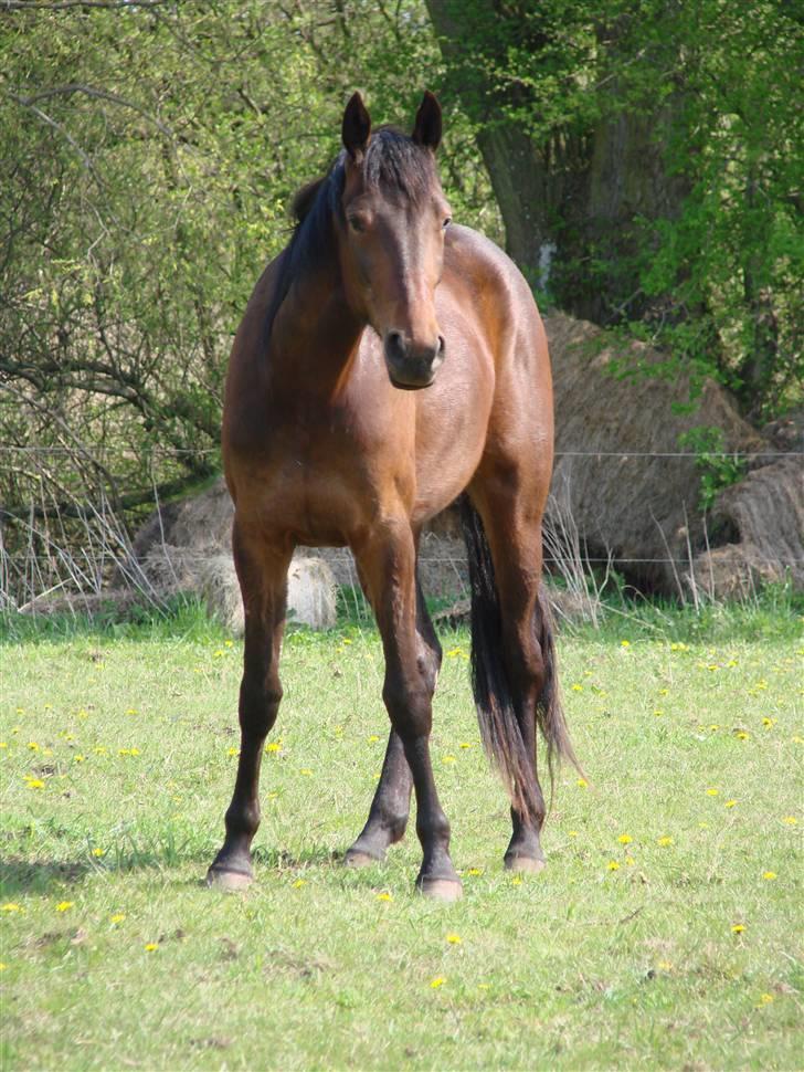 Traver Orlov Pacific Ocean  *solgt* - lige hjemvendt, efter 2 mdr´s tilkørsel 2009 billede 6