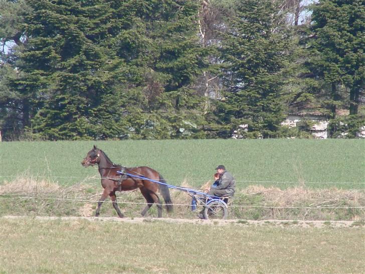 Traver Orlov Pacific Ocean  *solgt* - efter 3 ugers ophold hos træner 2009 billede 7