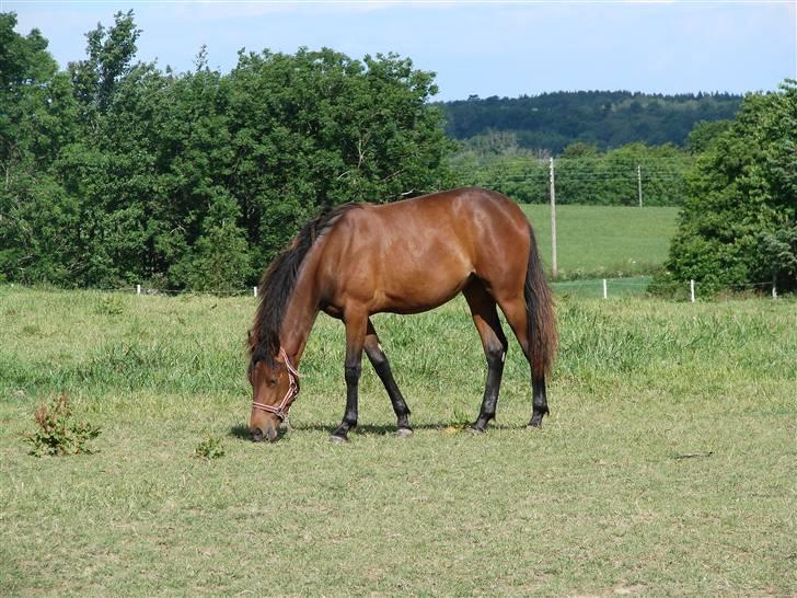 Traver Orlov Pacific Ocean  *solgt* - sommer 2008 billede 9