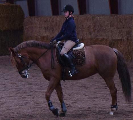 Anden særlig race Diamond [R.I.P] - Kursus 2oo7 billede 8