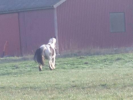 Tinker Chika Cherie - hjælp de dumme myg er efter mig billede 12