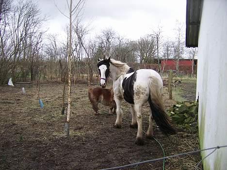 Tinker Chika Cherie - gider ikke komme men har set dig billede 13